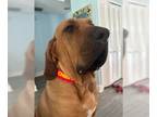 Fila Brasileiro DOG FOR ADOPTION RGADN-1176494 - Chief - Fila Brasileiro (short