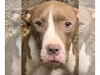 American Pit Bull Terrier Mix DOG FOR ADOPTION RGADN-1176497 - annabelle - Pit