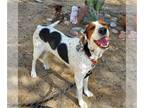 Treeing Walker Coonhound DOG FOR ADOPTION RGADN-1176503 - Paisley - Treeing