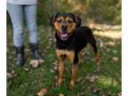 Beagle Mix DOG FOR ADOPTION RGADN-1176511 - Sadie - Hound / Beagle / Mixed