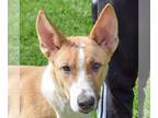 Australian Shepherd-Collie Mix DOG FOR ADOPTION RGADN-1176512 - Scuttle -
