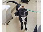 Mastador DOG FOR ADOPTION RGADN-1176515 - Low Fi- $75 Adoption Fee Diamond Dog -