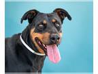 Doberman Pinscher DOG FOR ADOPTION RGADN-1176536 - DOBY - Doberman Pinscher