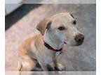 Labrador Retriever Mix DOG FOR ADOPTION RGADN-1176541 - Dempsey (TX) - Labrador