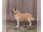 German Shepherd Dog Mix DOG FOR ADOPTION RGADN-1176561 - Rockafella - German