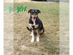 Collie Mix DOG FOR ADOPTION RGADN-1176571 - Kix and Kaiser - Collie / Mixed