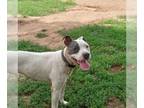 American Pit Bull Terrier Mix DOG FOR ADOPTION RGADN-1176579 - Joey - Pit Bull