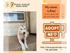 Siberian Husky Mix DOG FOR ADOPTION RGADN-1176581 - Rita - Siberian Husky /