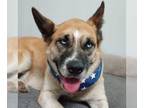 German Shepherd Dog-Huskies Mix DOG FOR ADOPTION RGADN-1176582 - Helga - German