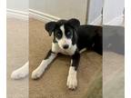 Mix DOG FOR ADOPTION RGADN-1176590 - Rowdy - Husky Dog For Adoption