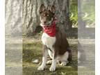 Mix DOG FOR ADOPTION RGADN-1176591 - Ruckus - Husky Dog For Adoption