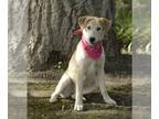 Mix DOG FOR ADOPTION RGADN-1176593 - Romie - Husky Dog For Adoption