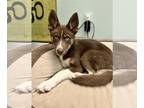 Mix DOG FOR ADOPTION RGADN-1176594 - Rudie - Husky Dog For Adoption