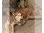 Huskies Mix DOG FOR ADOPTION RGADN-1176595 - Coco - Husky / Mixed Dog For