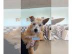 Border Terrier Mix DOG FOR ADOPTION RGADN-1176597 - WAFFLES - Border Terrier /
