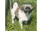 Havanese Puppy for sale in Claypool, IN, USA