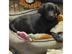 Labrador Retriever Puppy for sale in Otisville, MI, USA