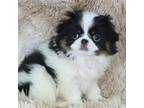 Japanese Chin Puppy for sale in Wheaton, MO, USA