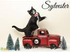 Sylvester Domestic Shorthair Kitten Male