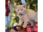 Garfield Domestic Shorthair Kitten Male