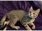 Alvyn Domestic Shorthair Kitten Female