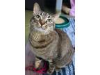 Moose Domestic Shorthair Adult Male