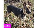 Millie German Shepherd Dog Young Female