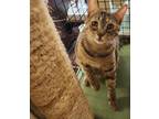 Millie Domestic Shorthair Young Female