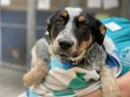 Heart Australian Cattle Dog Puppy Female