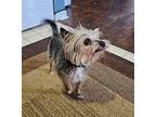 Gizmo Yorkie, Yorkshire Terrier Male