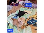 Omen Domestic Shorthair Kitten Male