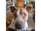 Elsie Mixed Breed (Medium) Senior Female