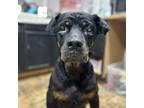 Athena Rottweiler Senior Female