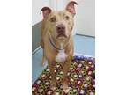 Polo American Pit Bull Terrier Adult Male