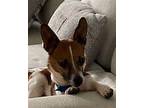 Cranberry Jelly~ Jack Russell Terrier Male