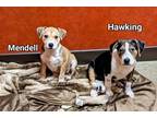 Hawking Australian Cattle Dog Puppy Female