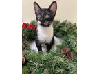 Elmo Domestic Shorthair Kitten Male