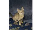 Coral Domestic Shorthair Young Female