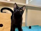 Jax Domestic Shorthair Young Male