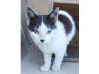 Roman Domestic Shorthair Kitten Male