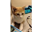 Irwin Domestic Shorthair Adult Male