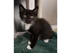 Chickpea Domestic Shorthair Kitten Female