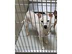 George Harrison +~ Rat Terrier Male