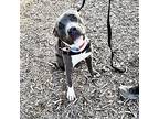 Blitzen American Pit Bull Terrier Young Male