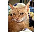 Pumpkin* Domestic Shorthair Young Female