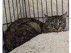 Pumpernickel Domestic Shorthair Young Female