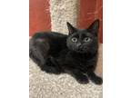 Puma Domestic Shorthair Kitten Male