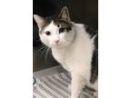 Cosmo Domestic Shorthair Adult Male