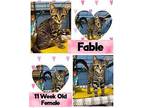 Fable Domestic Shorthair Young Female