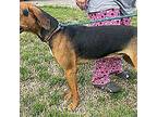 Ralphie Black and Tan Coonhound Young Male
